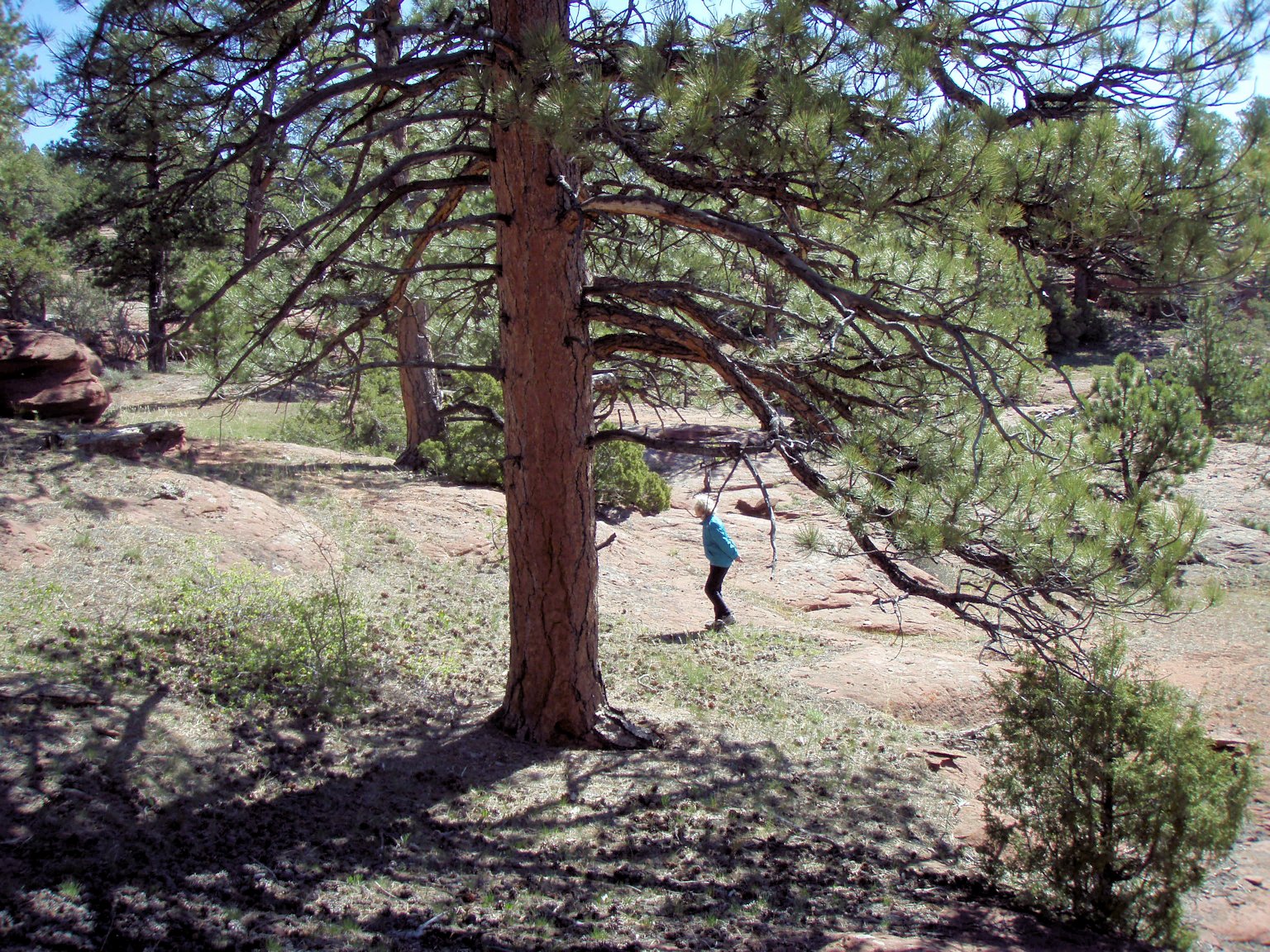 Ancient Ponderosa Pines on Douglas Mountain