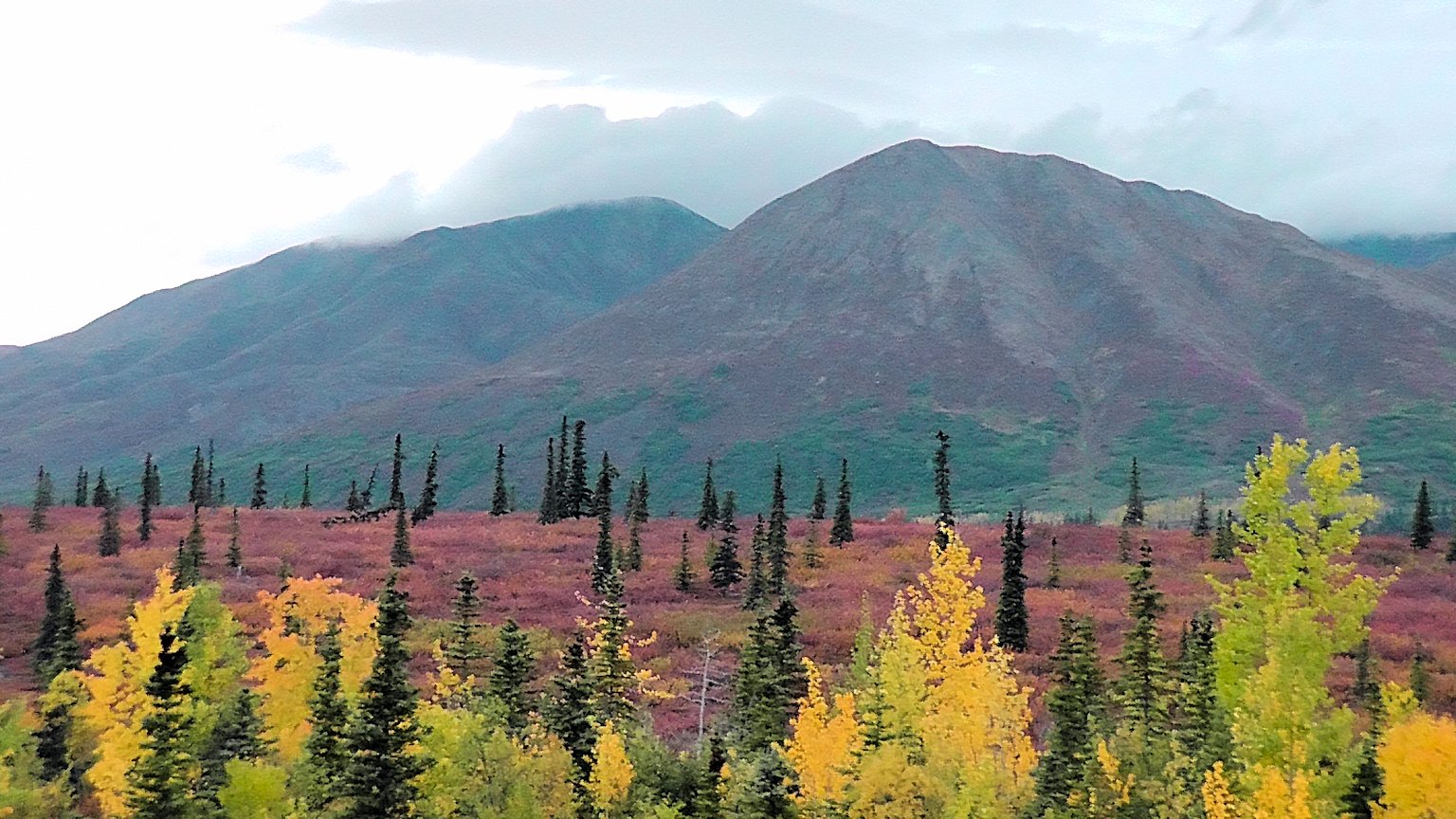Fall Colors, outside Denali National Park