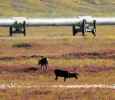 Caribou and the Alaska Pipeline