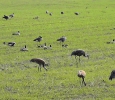 Sandhill cranes and a few geese at the Creamer's Field Migratory Waterfowl Refuge, Fairbanks, AK